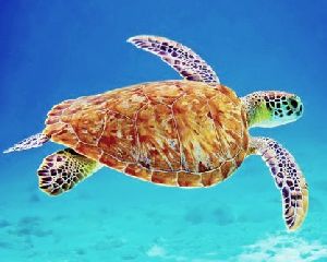 Die Unechte Schildkröte Caretta caretta