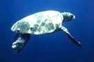 caretta3