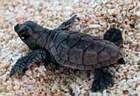 baby-caretta