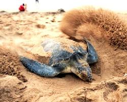 Caretta Yumurtlarken