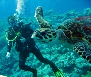 fethiyede diving dalma