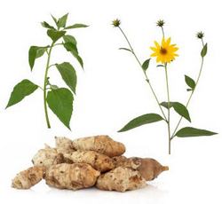 Yer Elmasının Yararları